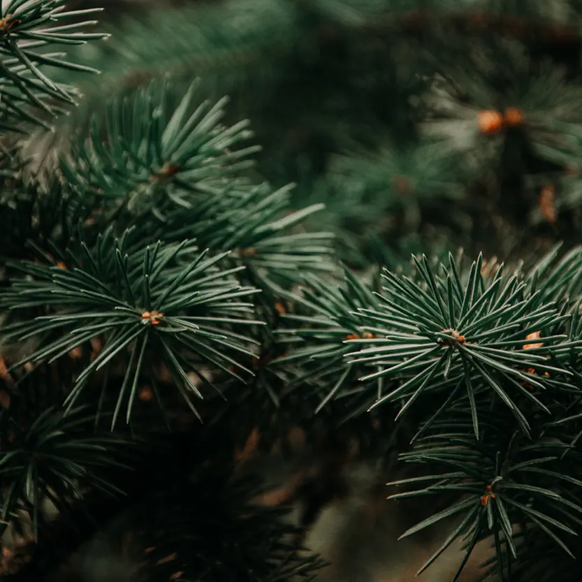 Kerstbomen & kunstgroen