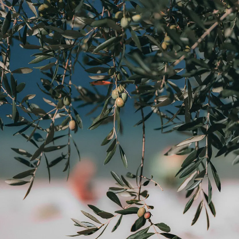 Mediterrane planten